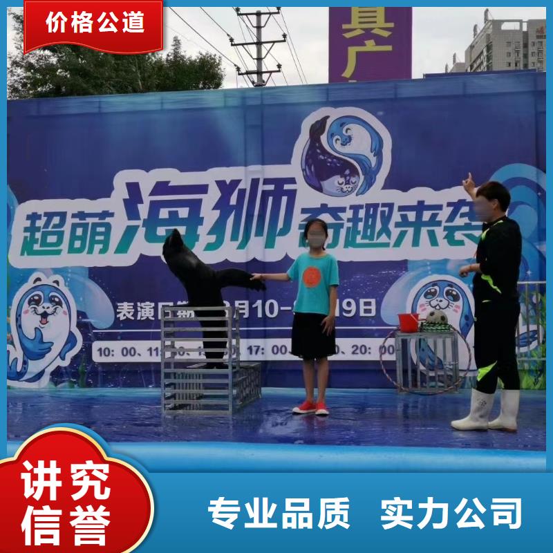 海洋主题动物表演海狮演出行业口碑好