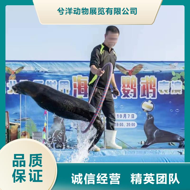 海洋主题动物表演杂耍演出长期合作