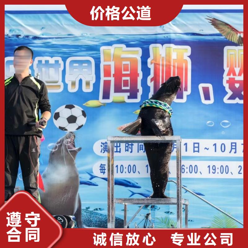 海洋主题动物表演环球飞车表演出租随叫随到