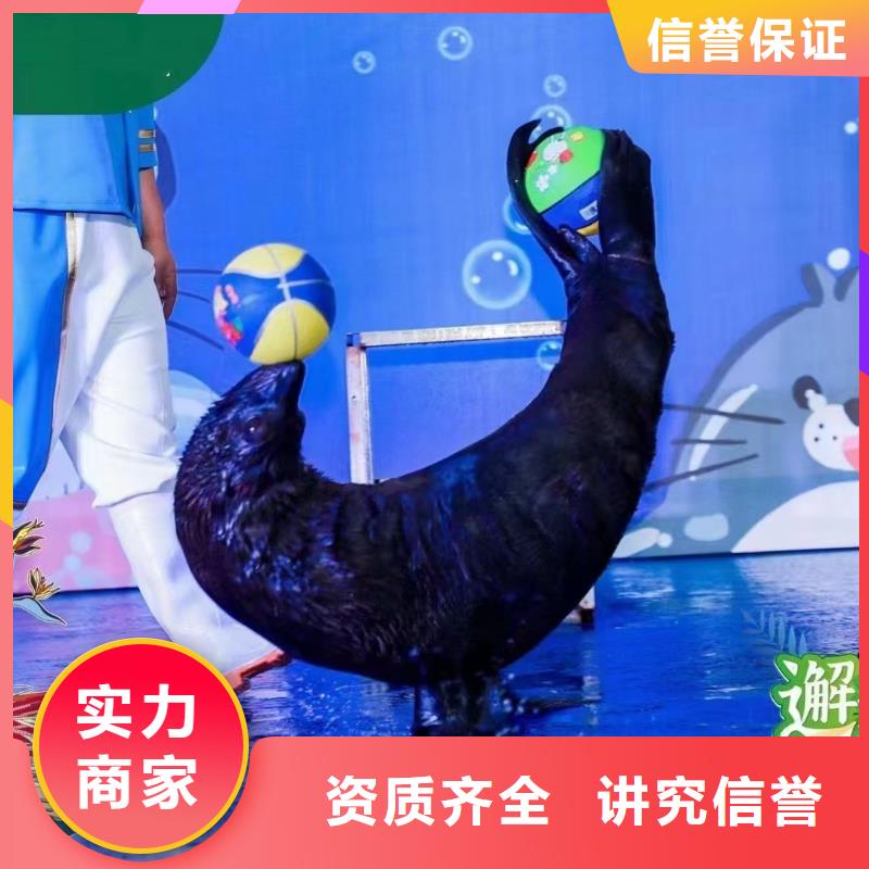 海洋主題動物表演-【活體羊駝租賃】專業團隊