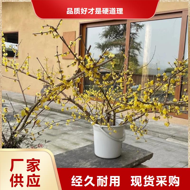 仿夯土外墻漆廠家#農(nóng)家小院#鄉(xiāng)村建設(shè)#民宿改造