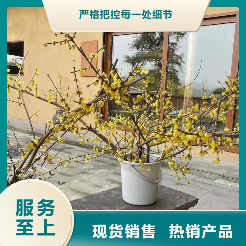 仿夯土外墙漆价格#仿泥巴稻草漆#民宿改造#美丽乡村