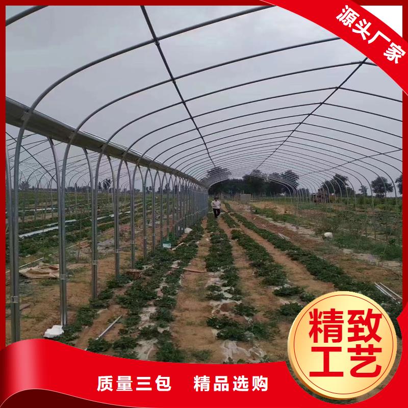 河津市草莓大棚本地廠家2025--7