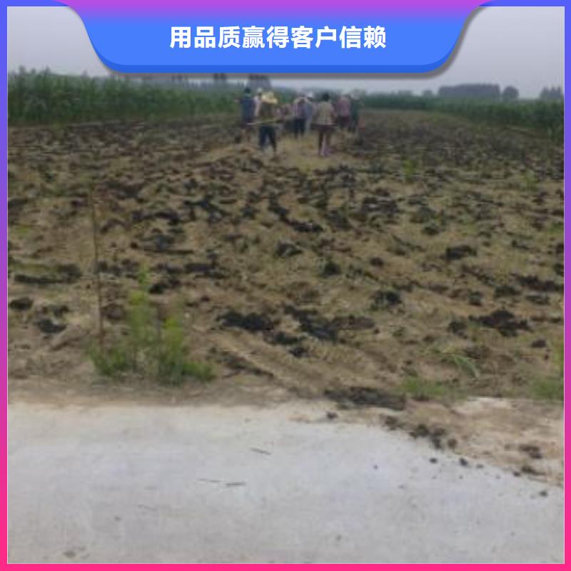 海口桂林南寧純雞糞施肥方法