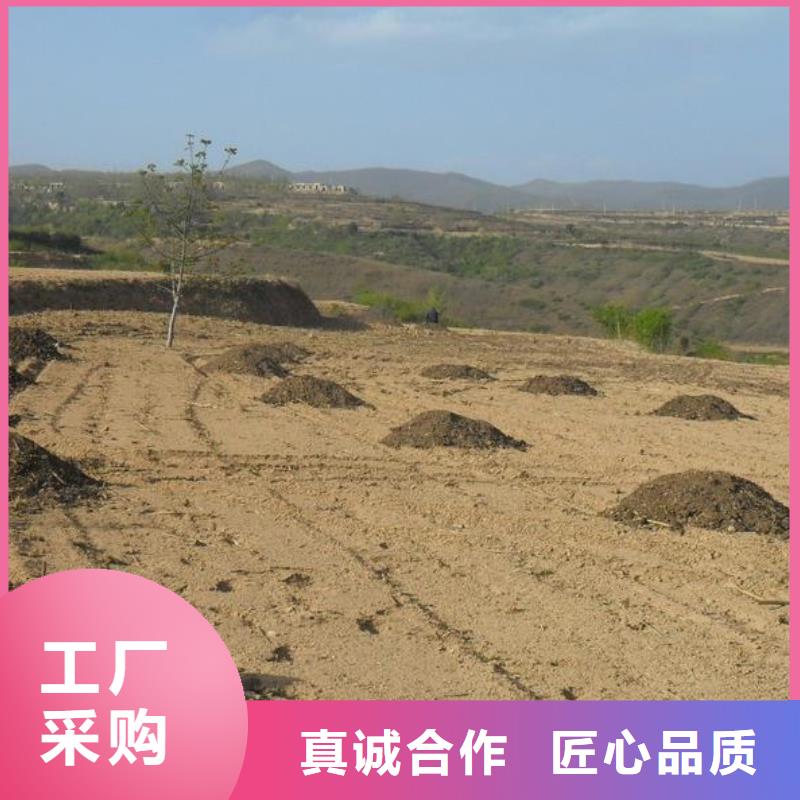 干雞糞制造過程