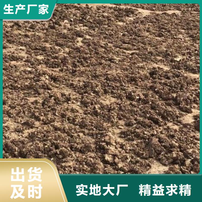 发酵鸡粪块均匀