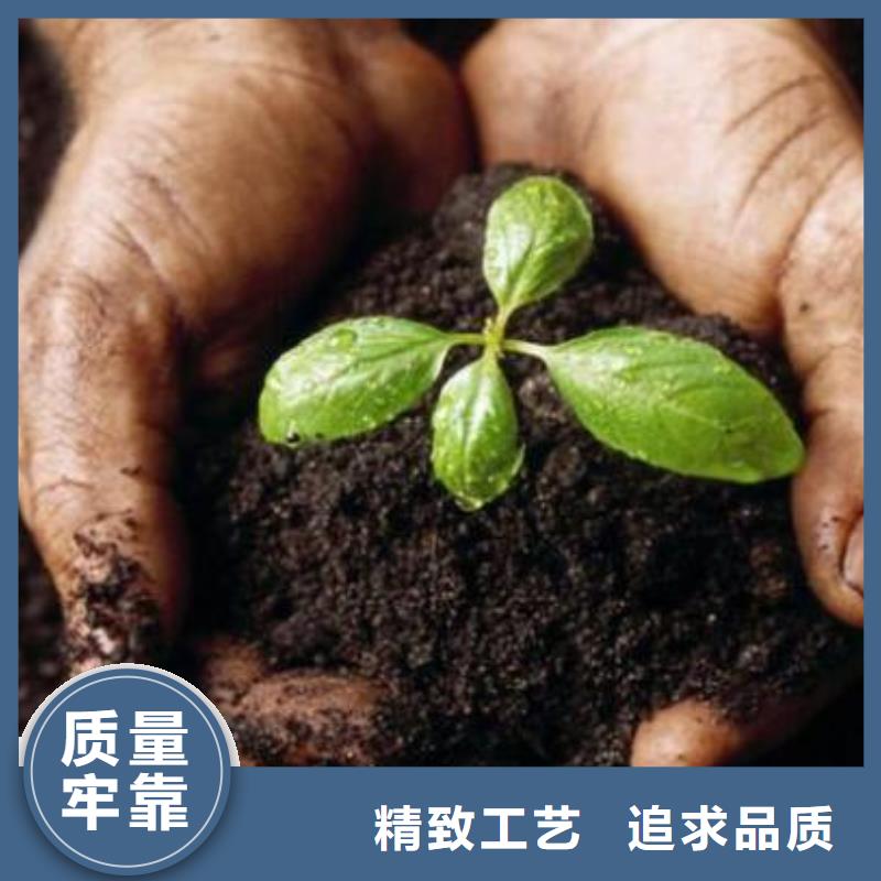發酵羊糞讓西紅柿提早上市