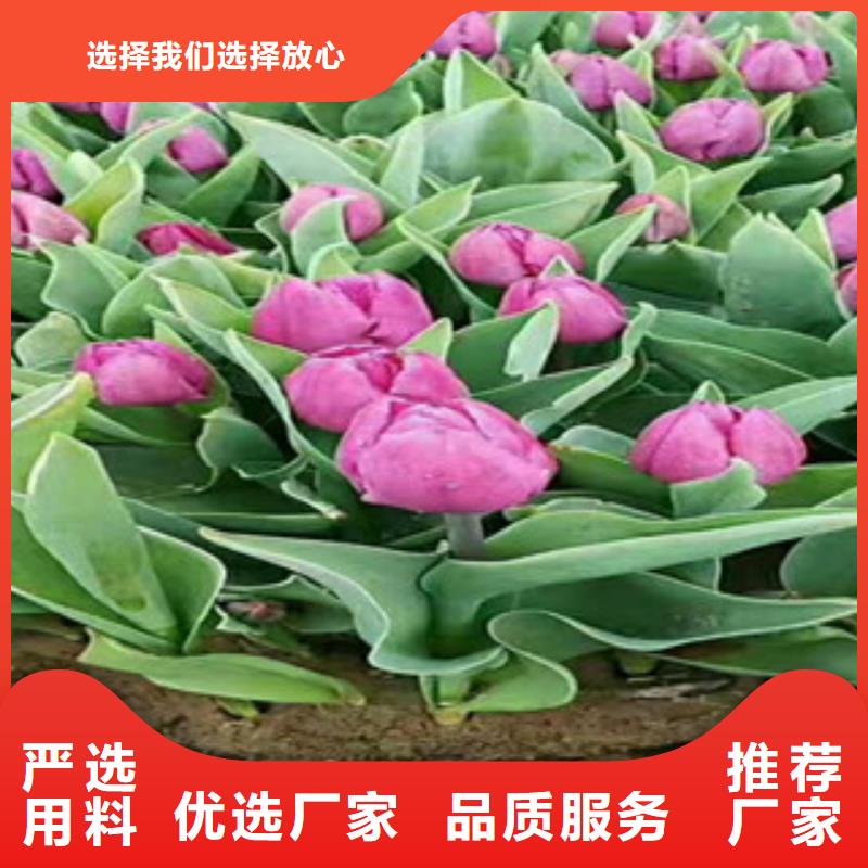 時令草花,柳葉馬鞭草/薰衣草卓越品質保障
