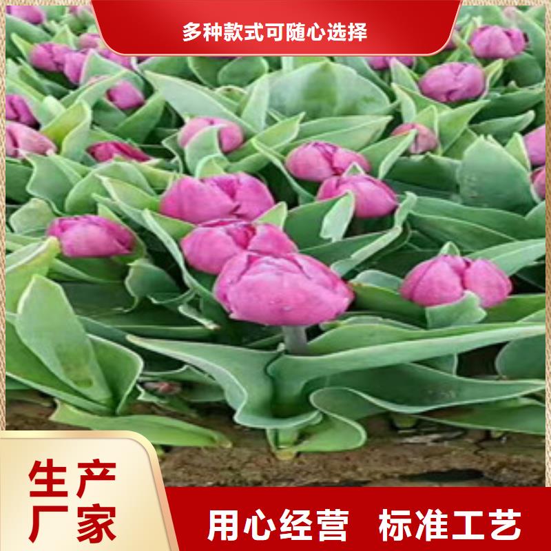 時令草花_柳葉馬鞭草/薰衣草定制速度快工期短