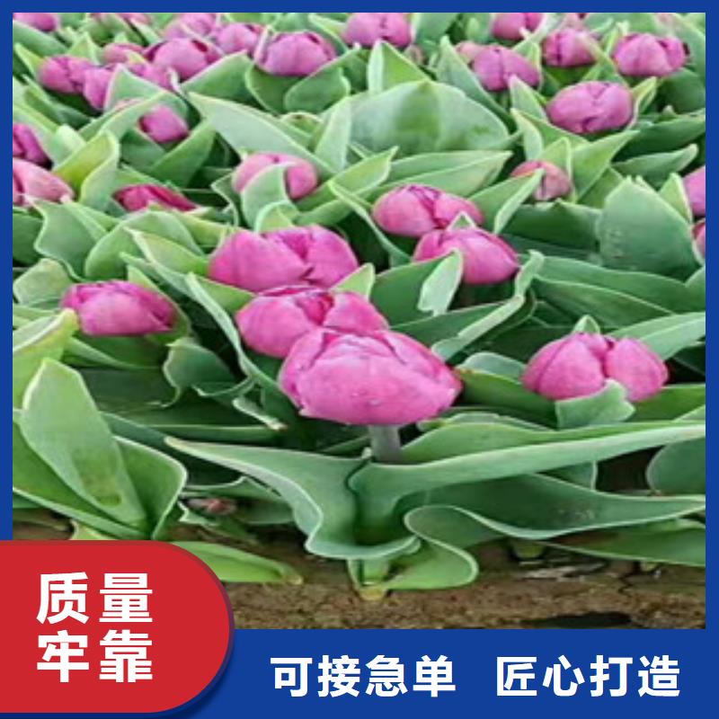 时令草花时令花卉/绿化草花价格优质货源