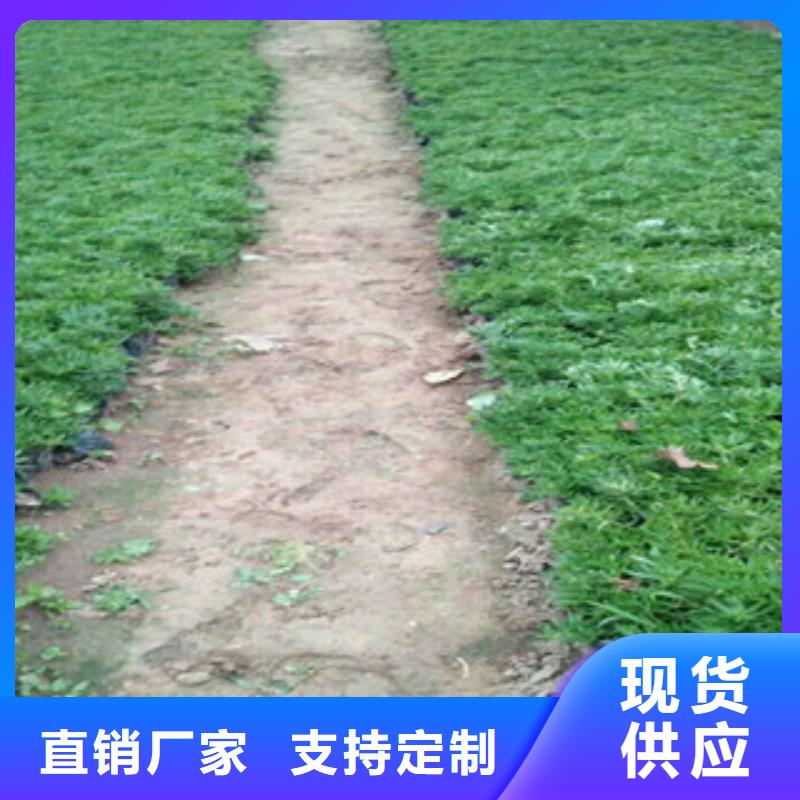 柳叶马鞭草/薰衣草 视频-柳叶马鞭草/薰衣草 (绿九州)覆盖地域四川省泸州市泸县|合江|自贡|内江|遂宁|凉山|巴中|南充
