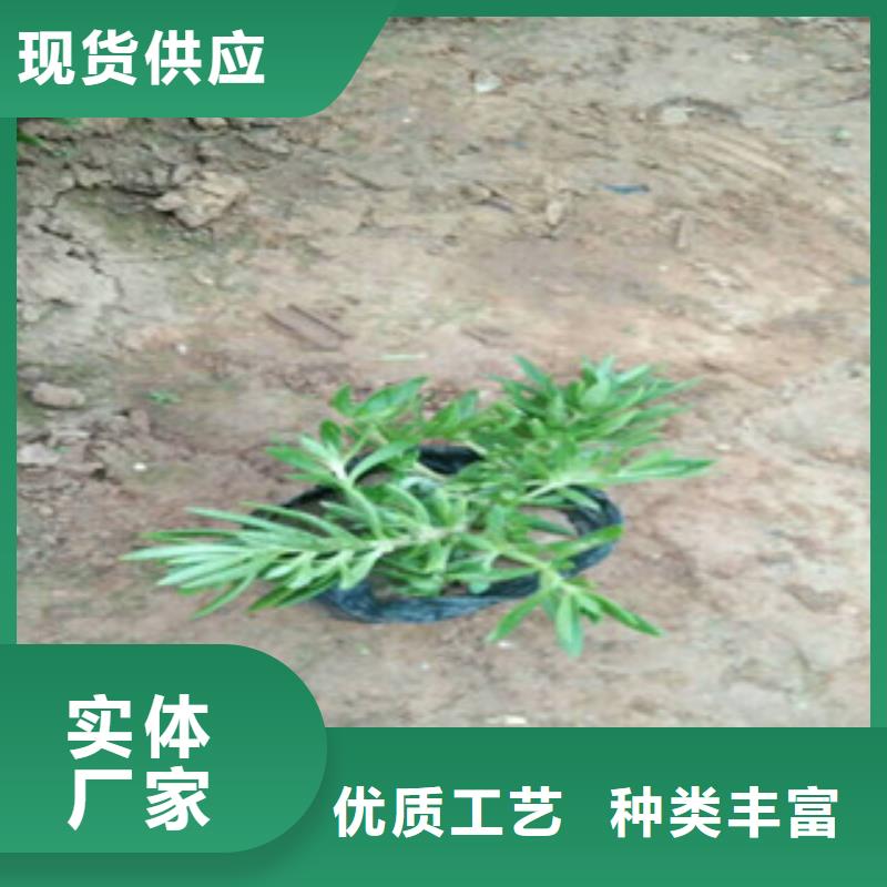 時令草花,時令花卉/綠化草花價格細節展示