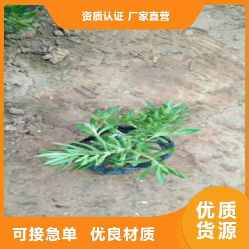 时令草花_宿根花卉基地实力厂商