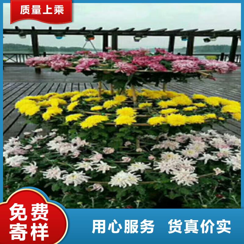 時令草花-花海景觀工程批發(fā)供應