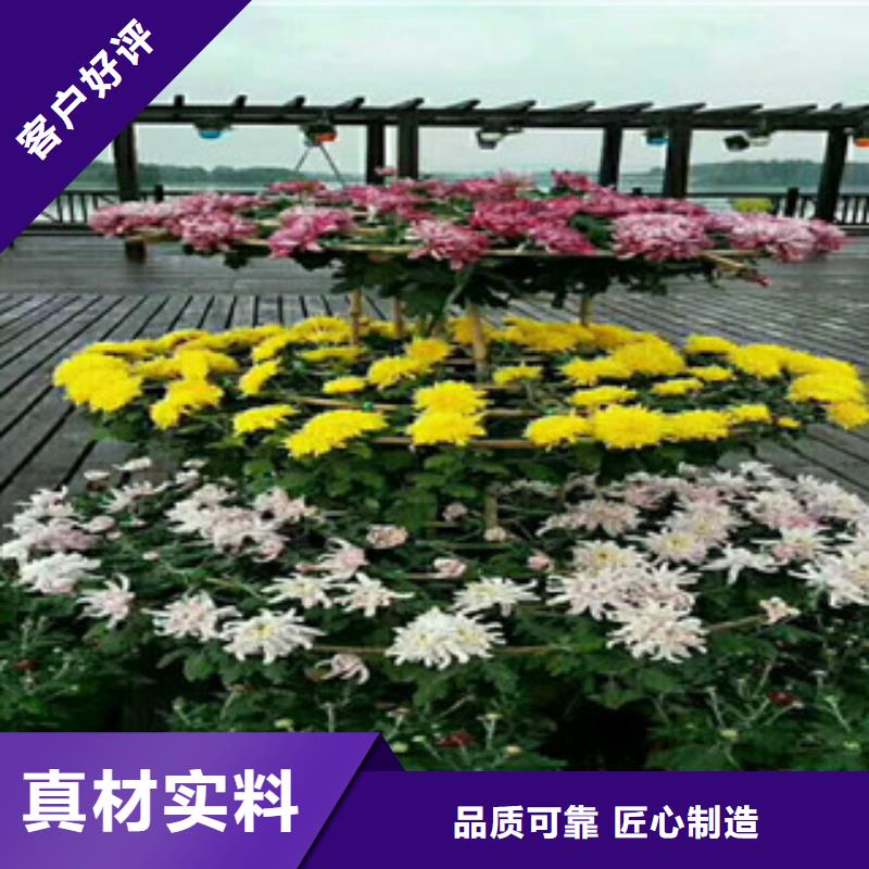 时令草花水生植物/荷花睡莲好产品好服务