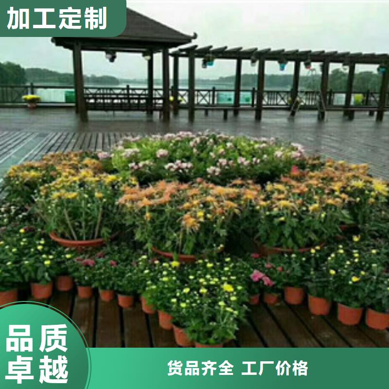 時令草花花海景觀工程送貨上門