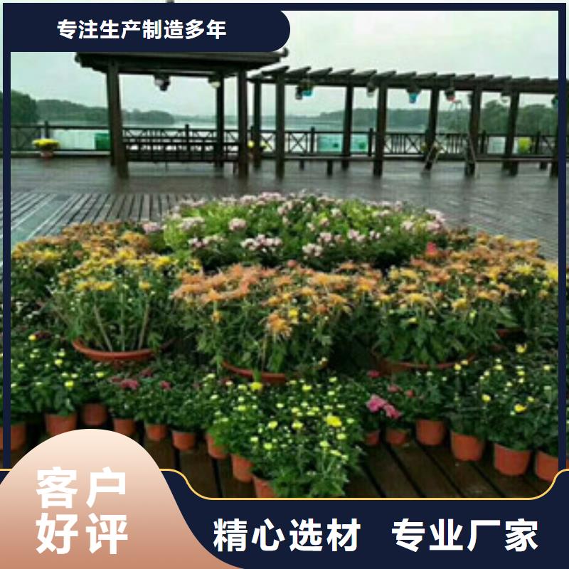 時令草花宿根花卉基地實拍品質保障