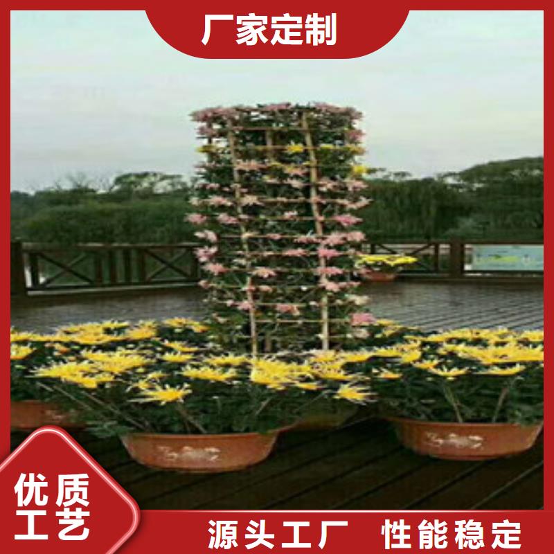 時令草花柳葉馬鞭草/薰衣草規(guī)格齊全實力廠家