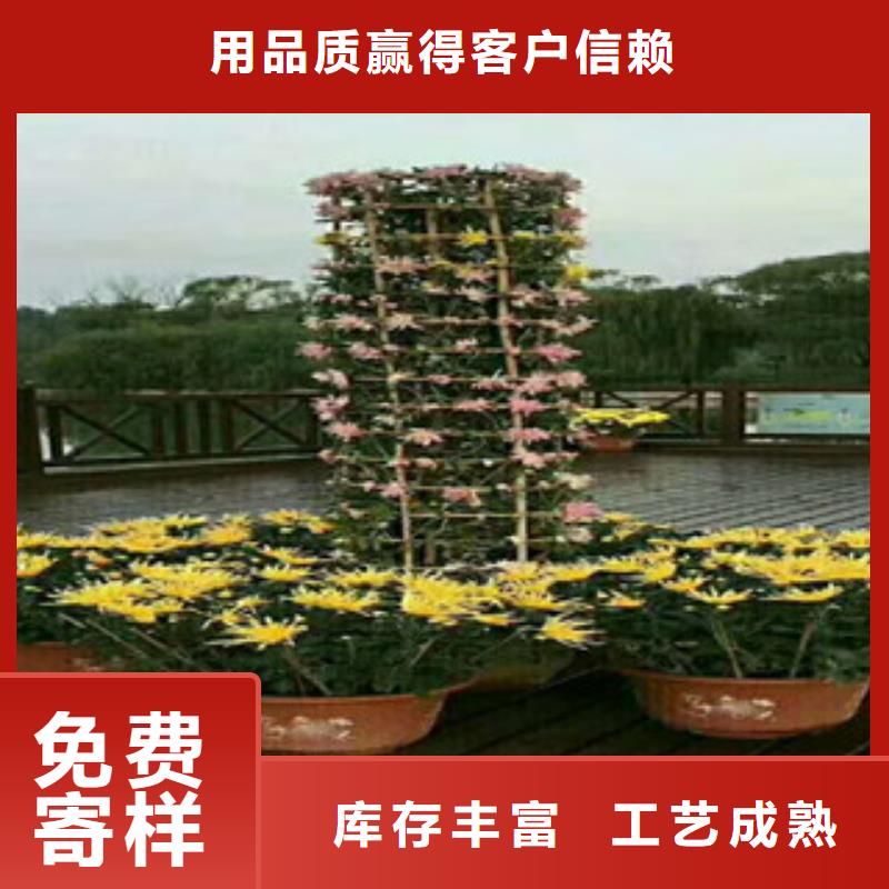 柳叶马鞭草/薰衣草 视频-柳叶马鞭草/薰衣草 (绿九州)覆盖地域四川省泸州市泸县|合江|自贡|内江|遂宁|凉山|巴中|南充