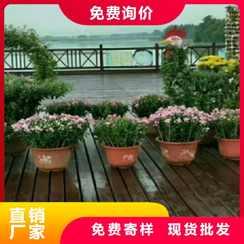 【時令草花宿根花卉基地專注生產制造多年】