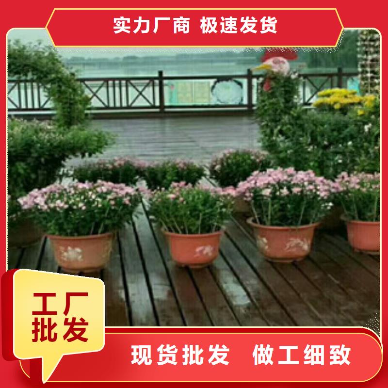 柳叶马鞭草/薰衣草 视频-柳叶马鞭草/薰衣草 (绿九州)覆盖地域四川省泸州市泸县|合江|自贡|内江|遂宁|凉山|巴中|南充