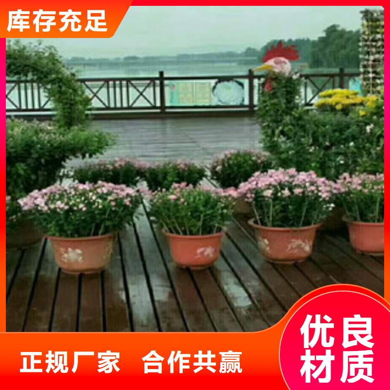 時令草花水生植物/荷花睡蓮工廠自營