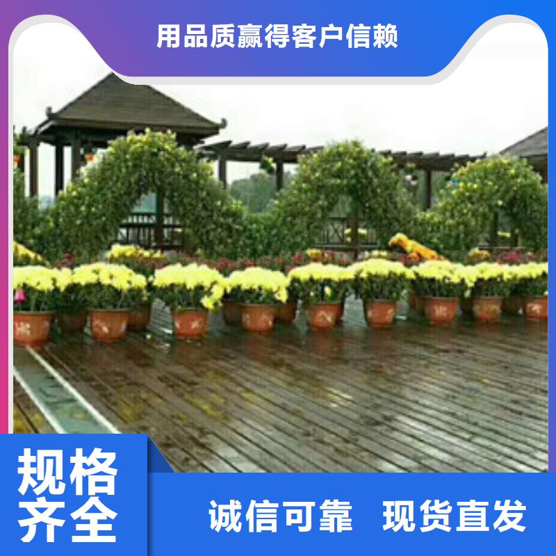 時令草花柳葉馬鞭草/薰衣草物流配送