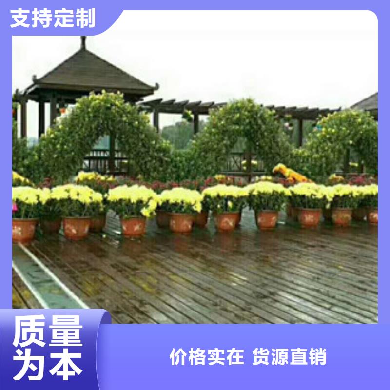 時令草花,時令花卉/綠化草花價格細節展示