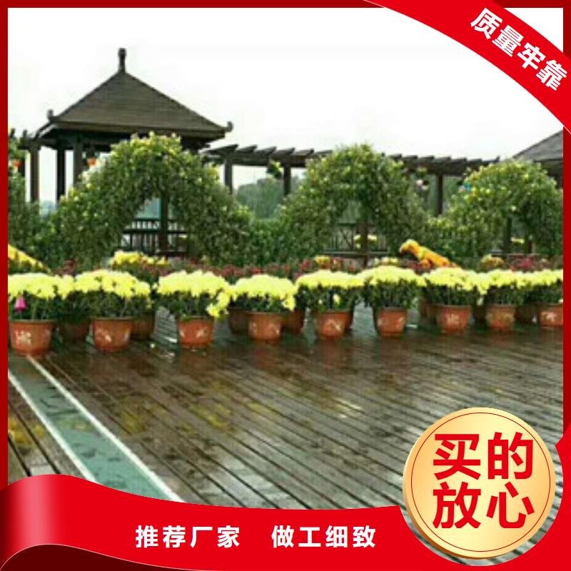時令草花_柳葉馬鞭草/薰衣草定制速度快工期短