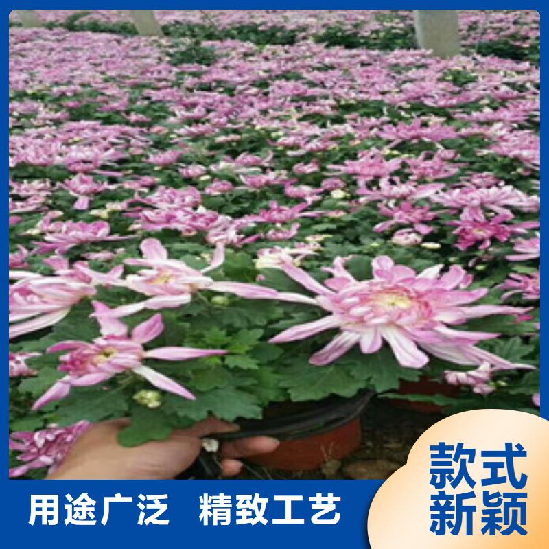 【时令草花】-观赏草/蒲苇狼尾草品质卓越