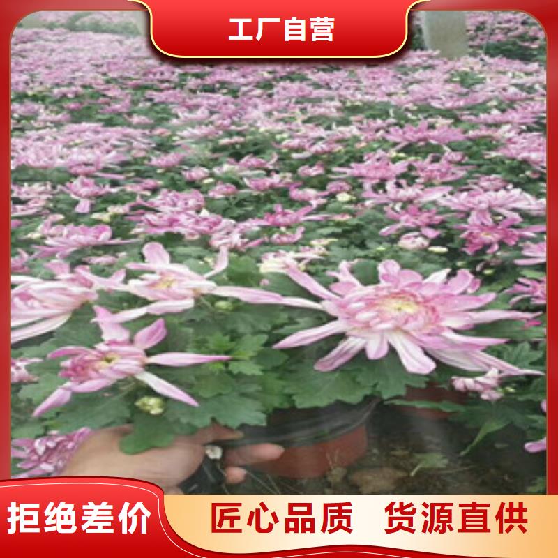 時令草花五一國慶草花批發大量現貨供應