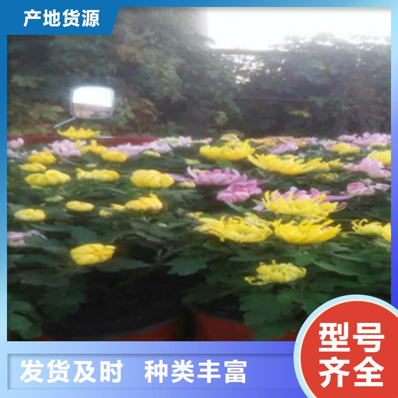 柳叶马鞭草/薰衣草 视频-河北省沧州市|河间|青县|保定|张家口|唐山|秦皇岛|廊坊|邢台|承德柳叶马鞭草/薰衣草 -绿九州