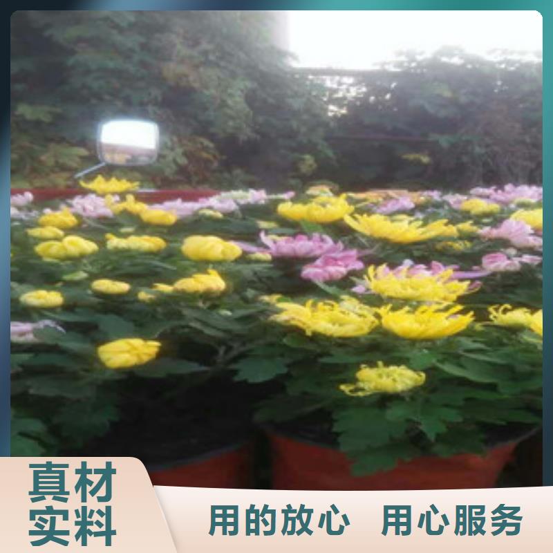 时令草花,耐寒耐旱草花基地大品牌值得信赖