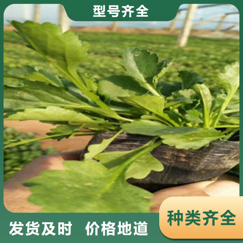 時令草花,宿根花卉基地真材實料