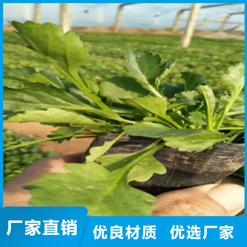 【時(shí)令草花】-魯冰花/粉黛亂子草當(dāng)日價(jià)格