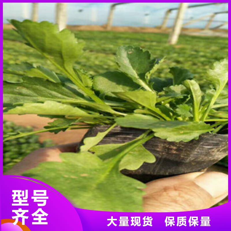 【时令草花】-观赏草/蒲苇狼尾草品质卓越