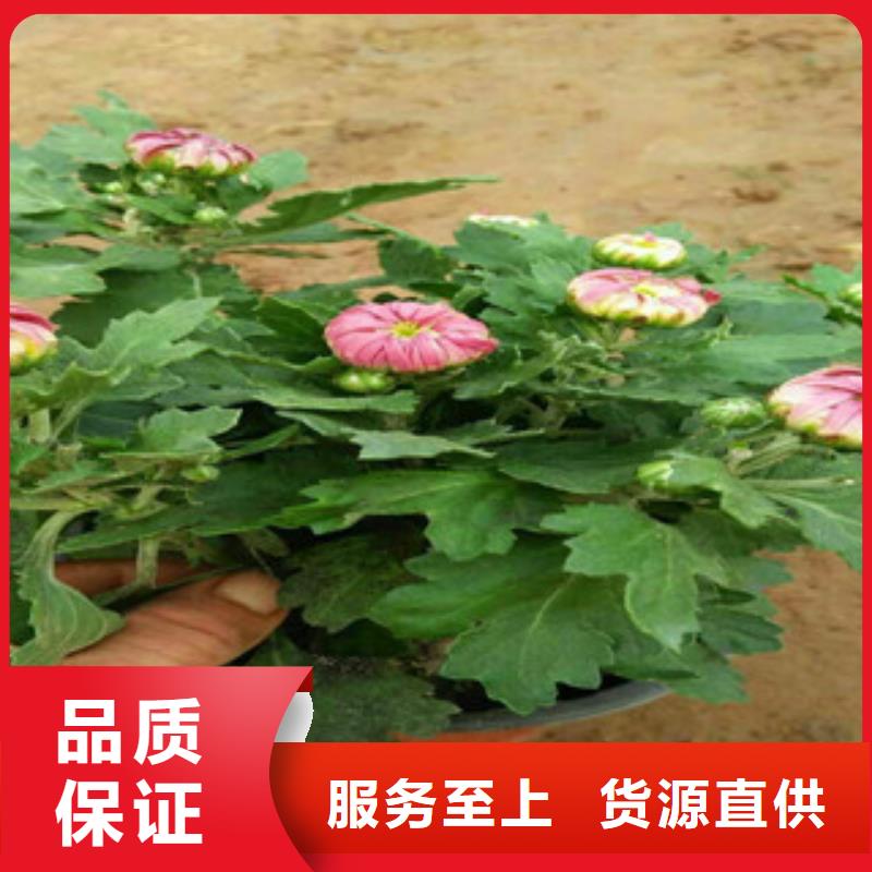 柳叶马鞭草/薰衣草 视频-山西省大同市绿九州柳叶马鞭草/薰衣草 可服务区域浑源|天镇|阳泉|晋城|临汾|运城|长治|晋中等