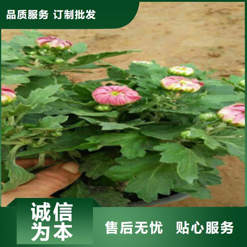 柳叶马鞭草/薰衣草 视频-柳叶马鞭草/薰衣草 (绿九州)覆盖地域四川省泸州市泸县|合江|自贡|内江|遂宁|凉山|巴中|南充