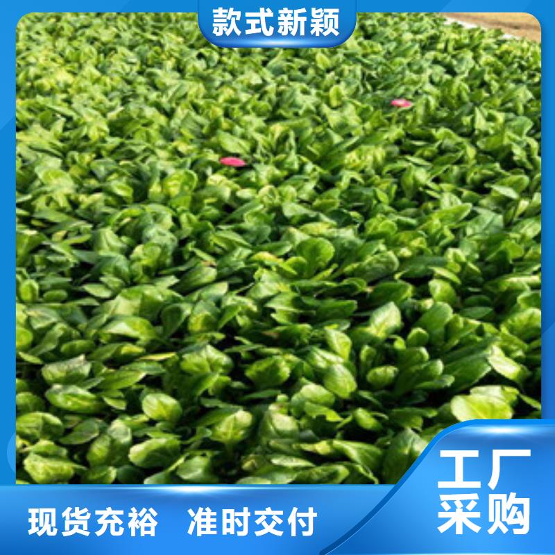 柳叶马鞭草/薰衣草 视频-河北省沧州市|河间|青县|保定|张家口|唐山|秦皇岛|廊坊|邢台|承德柳叶马鞭草/薰衣草 -绿九州