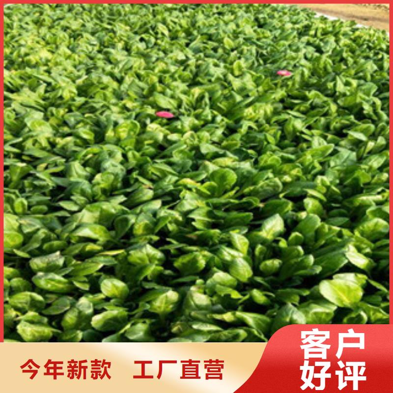 【時令草花-宿根花卉基地高品質現貨銷售】
