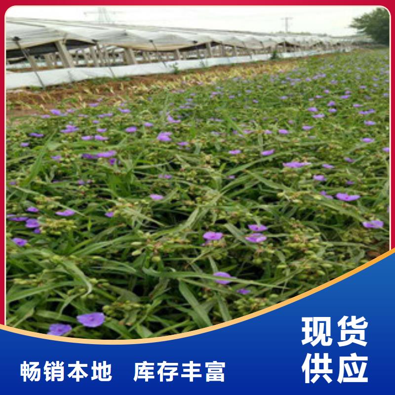 時令草花,時令花卉/綠化草花價格細節展示