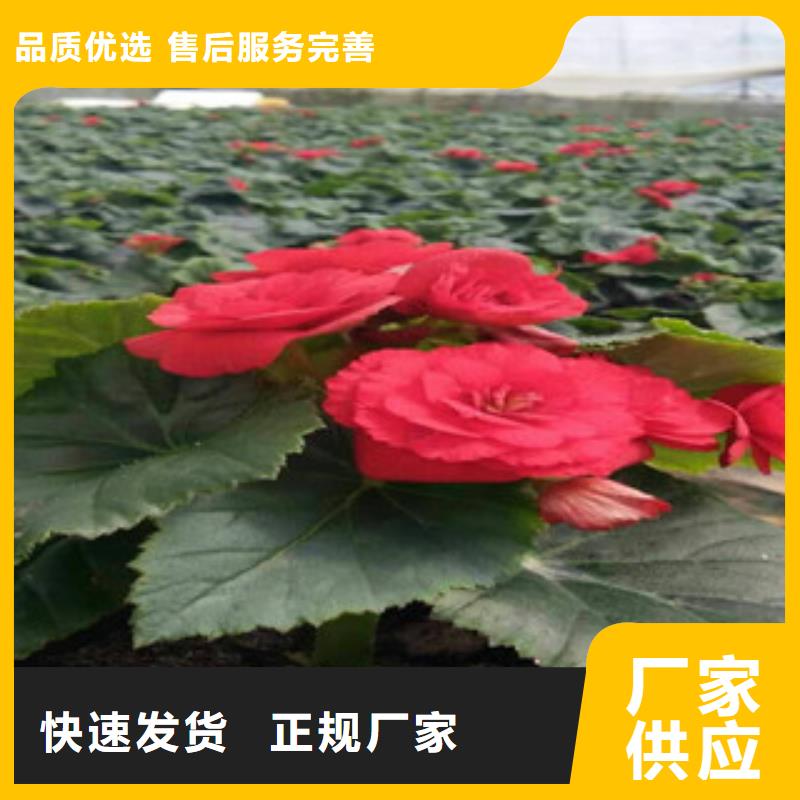 時令草花花海景觀工程廠家直營
