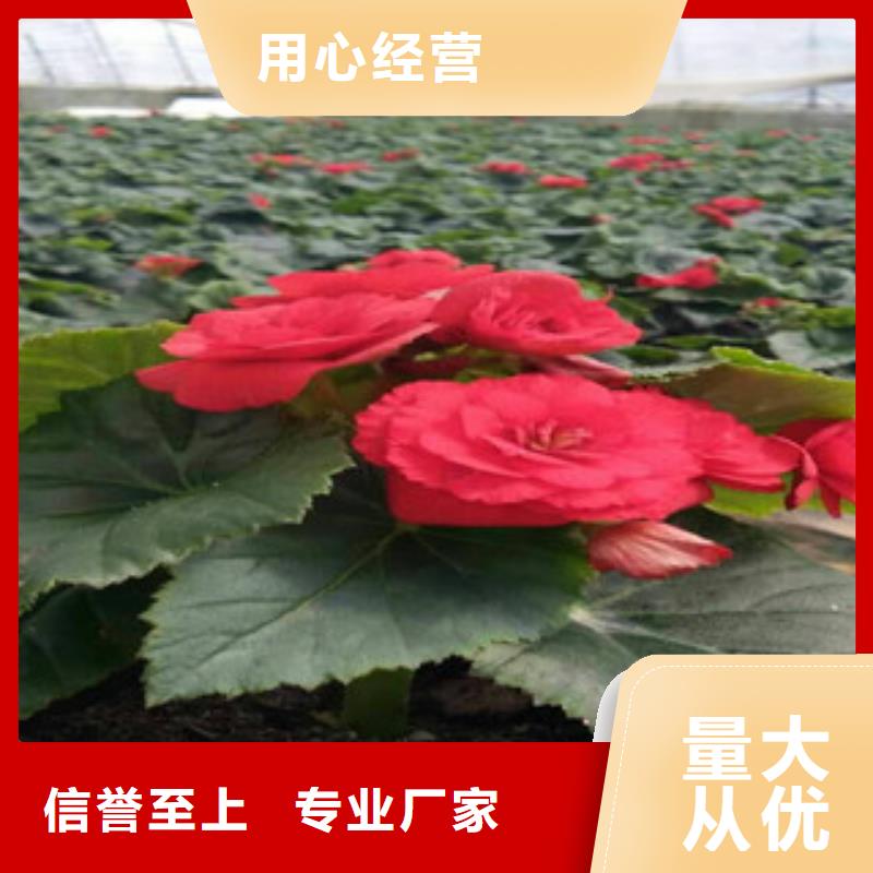 时令草花宿根花卉基地讲信誉保质量