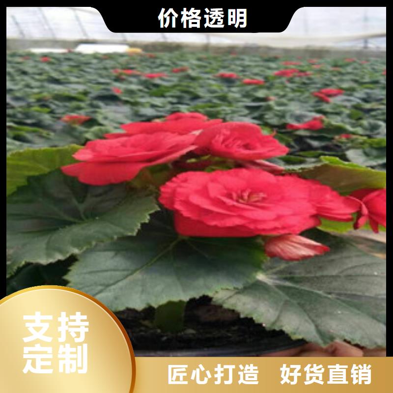時令草花五一國慶草花批發大量現貨供應