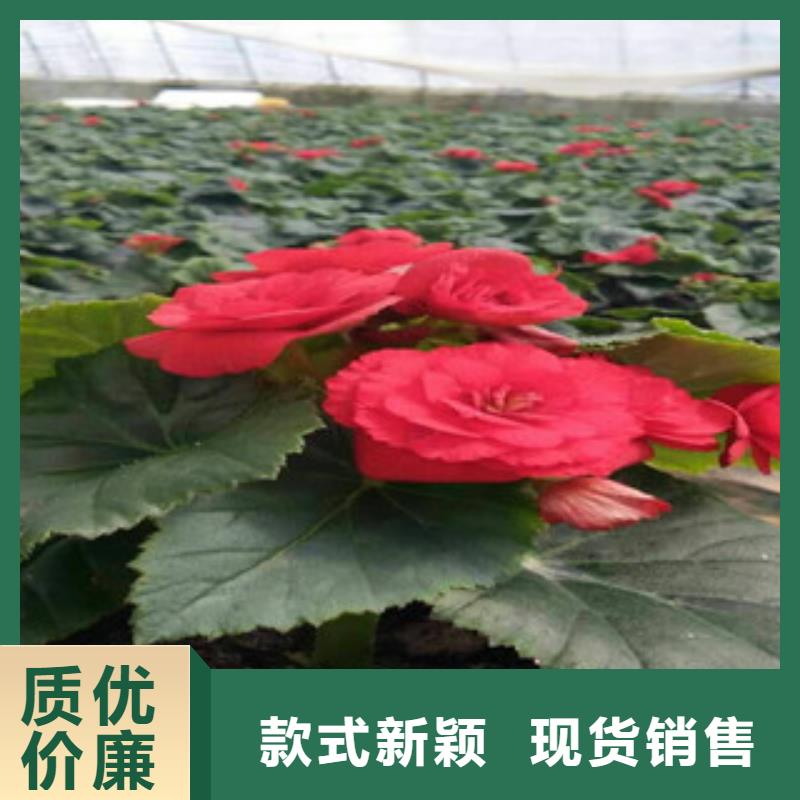 時令草花柳葉馬鞭草/薰衣草海量現貨