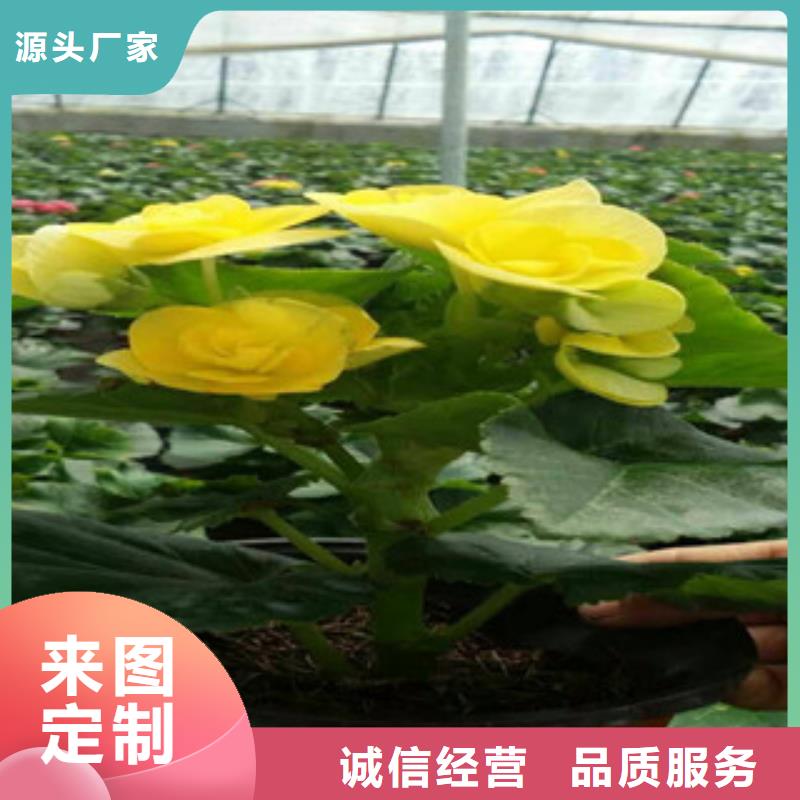 時令草花-【觀賞草/蒲葦狼尾草】我們更專業