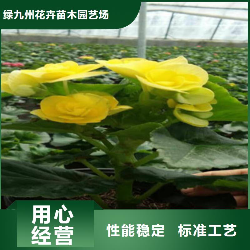 【時令草花】宿根花卉基地價格實在