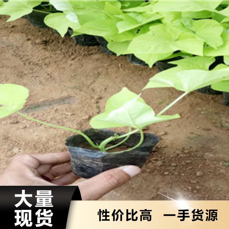 时令草花水生植物/荷花睡莲好产品好服务