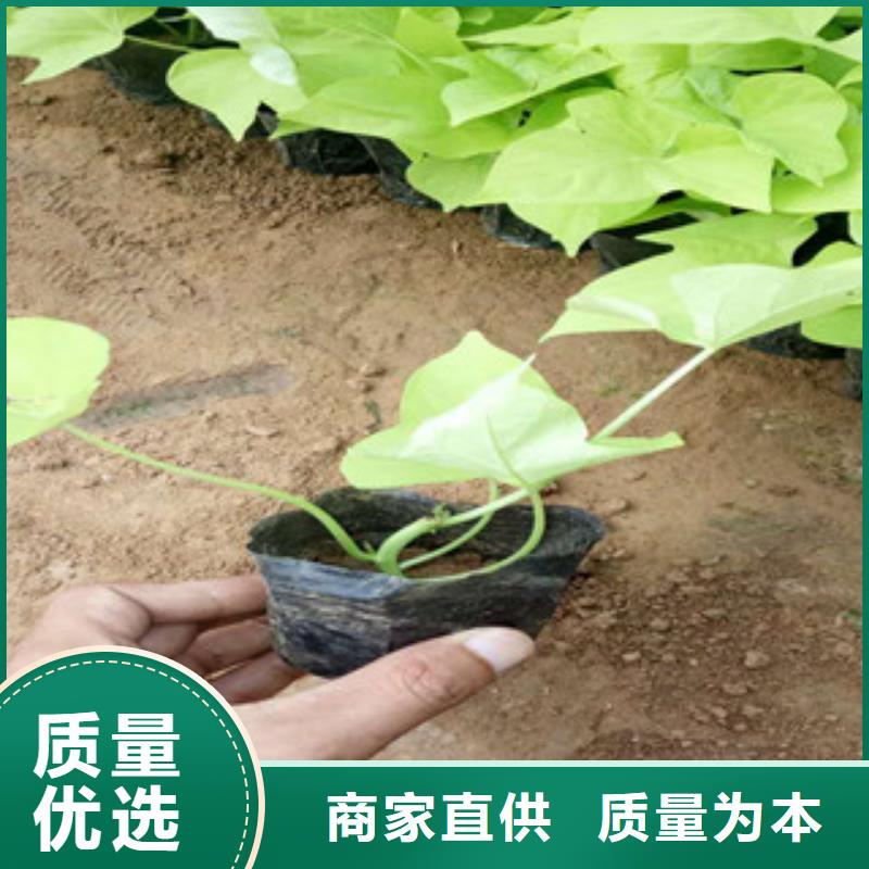 時令草花耐寒耐旱草花基地質量檢測