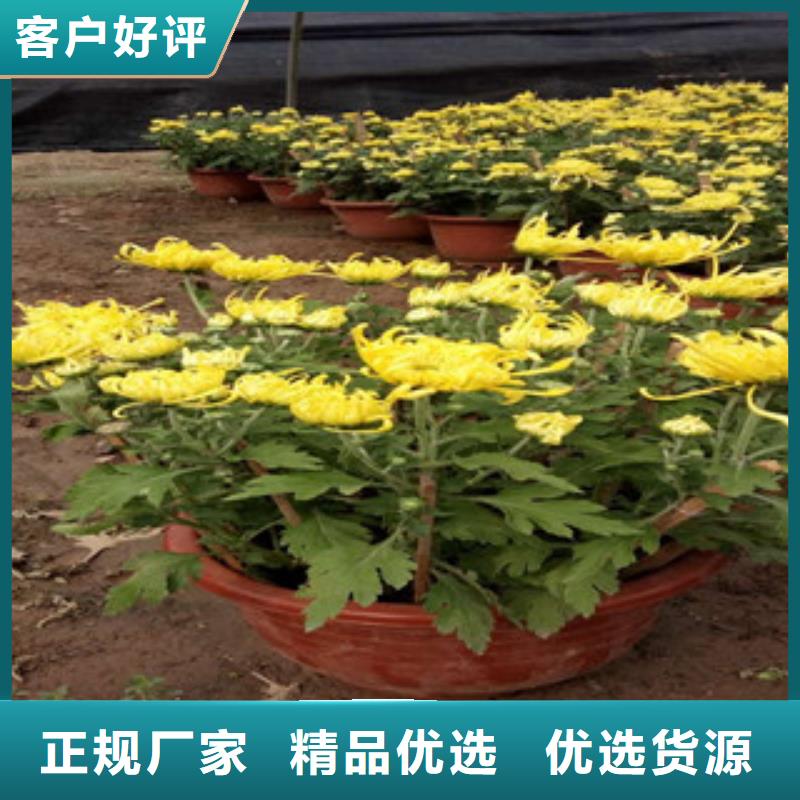 時令草花宿根花卉基地講信譽保質量